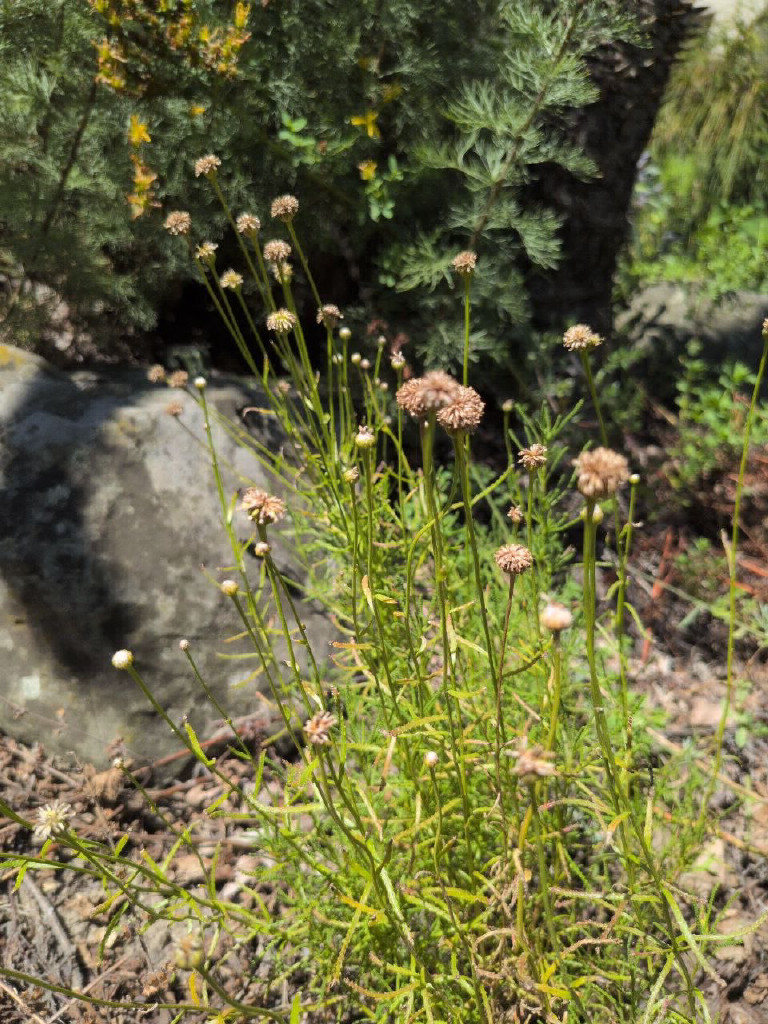 Foto von Lena zu Heiliger Lein