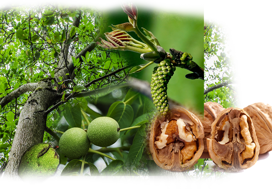 Walnut – Juglans regia
