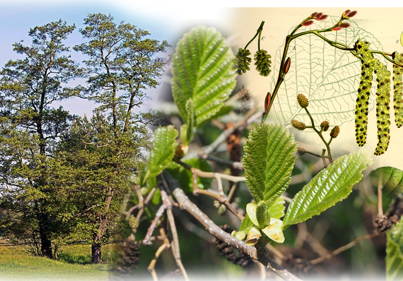 Black alder – Alnus glutinosa