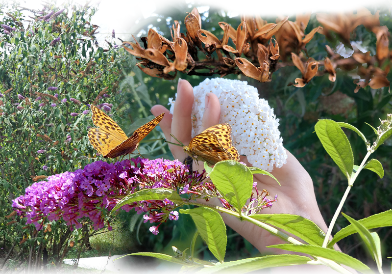 Schmetterlingsflieder – Buddleja davidii