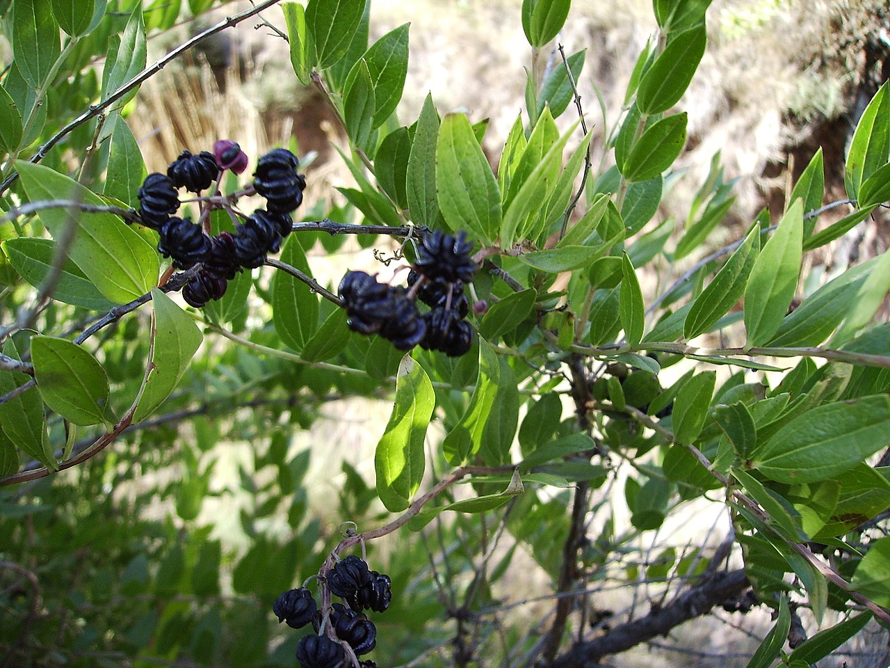 Gerberstrauch – Coriaria myrtifolia