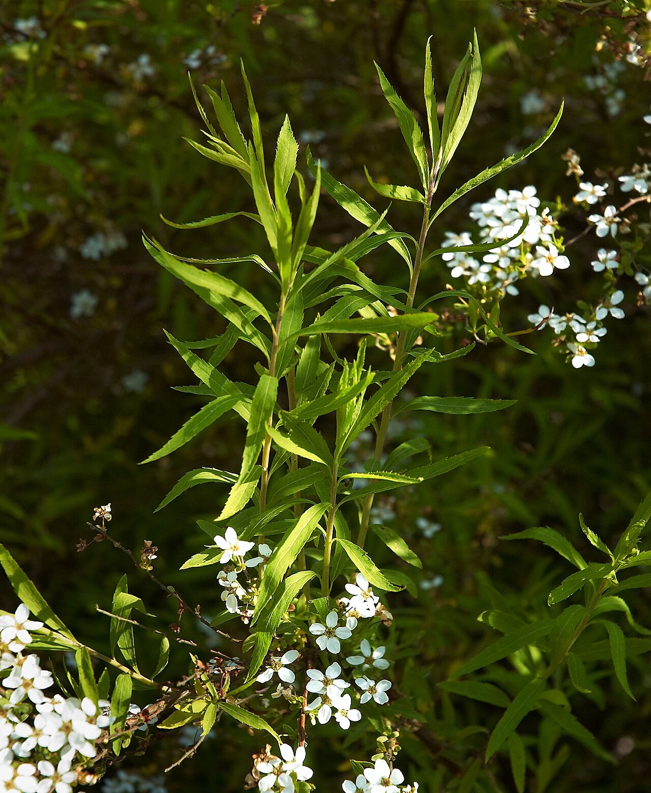 Thunberg's Spirea – Spiraea thunbergii