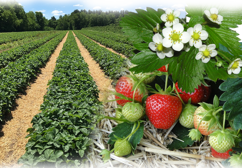 Strawberry – Fragaria x ananassa