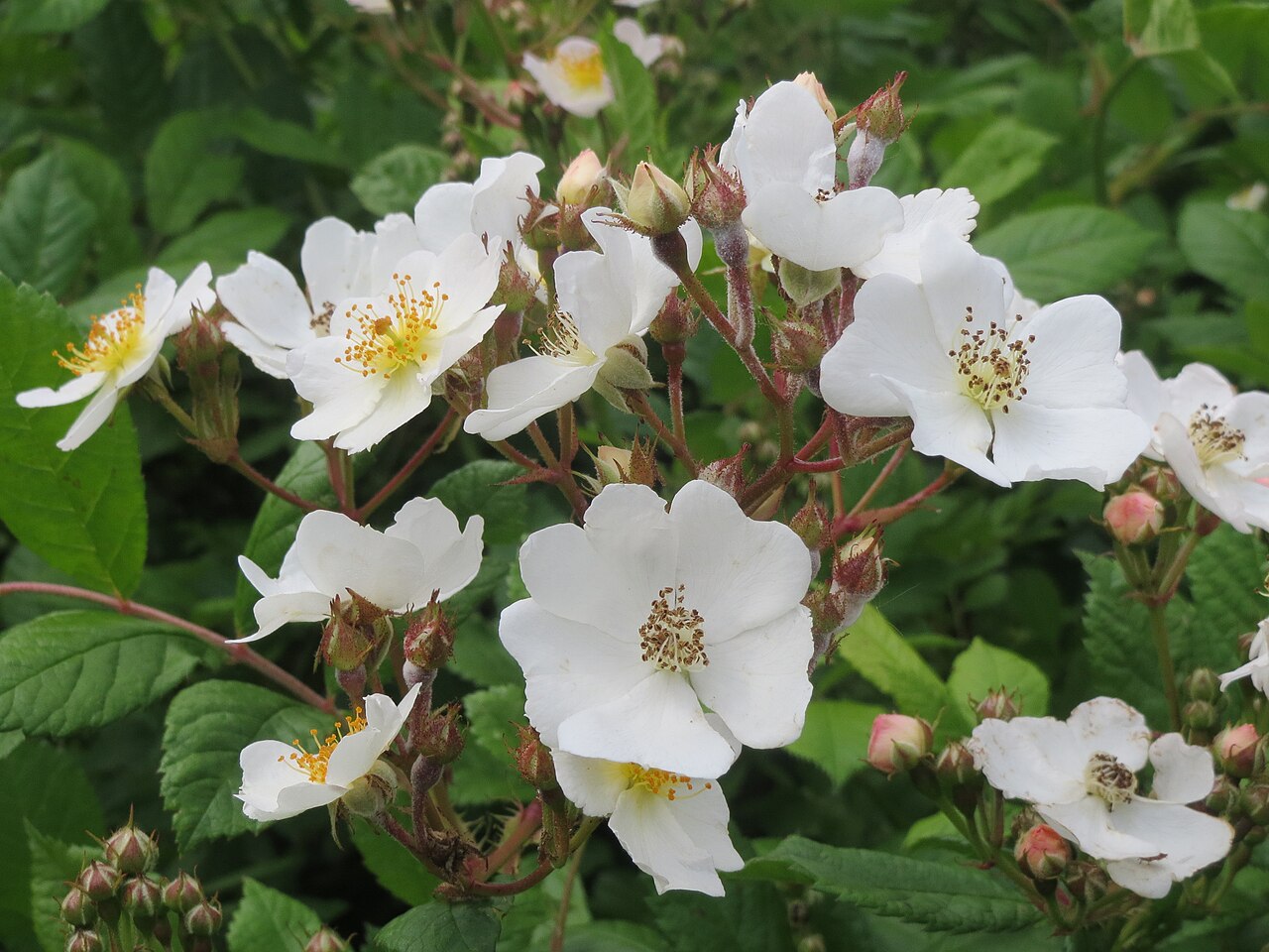 Vielblütige Rose – Rosa multiflora