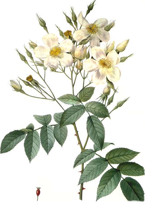 Moschus-Rose – Rosa moschata