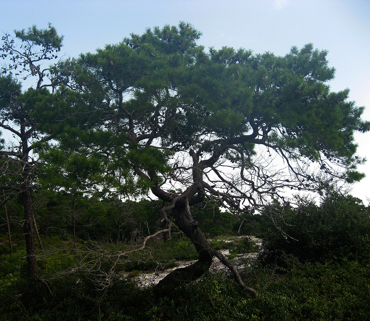 Sand Pine – Pinus clausa