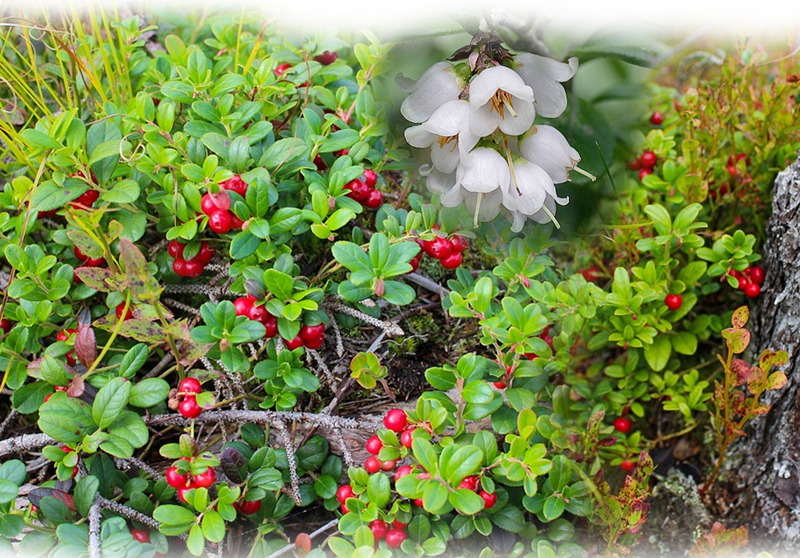 Preiselbeere – Vaccinium vitis-idaea