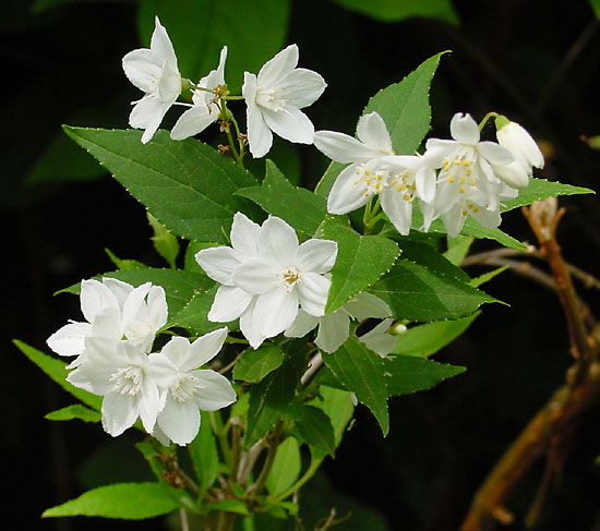 Slender Deutzia – Deutzia gracilis