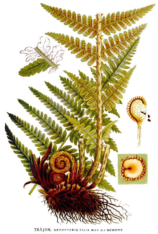 Male Fern – Dryopteris filix-mas