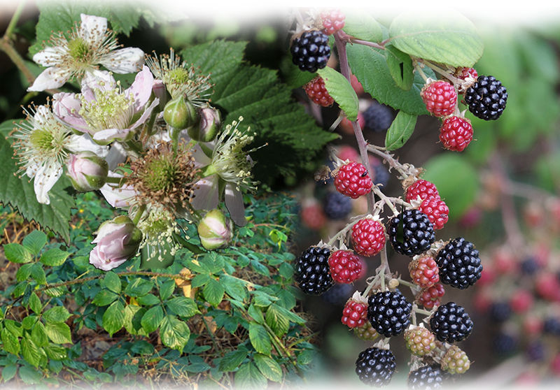 Blackberry – Rubus fruticosus