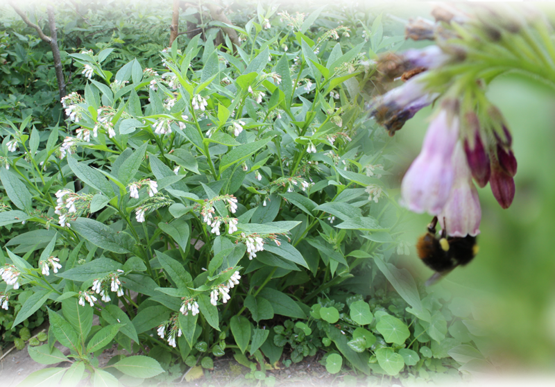 Comfrey – Symphytum officinale