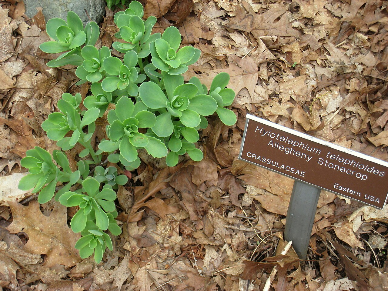 Amerikanische Fetthenne – Hylotelephium telephioides