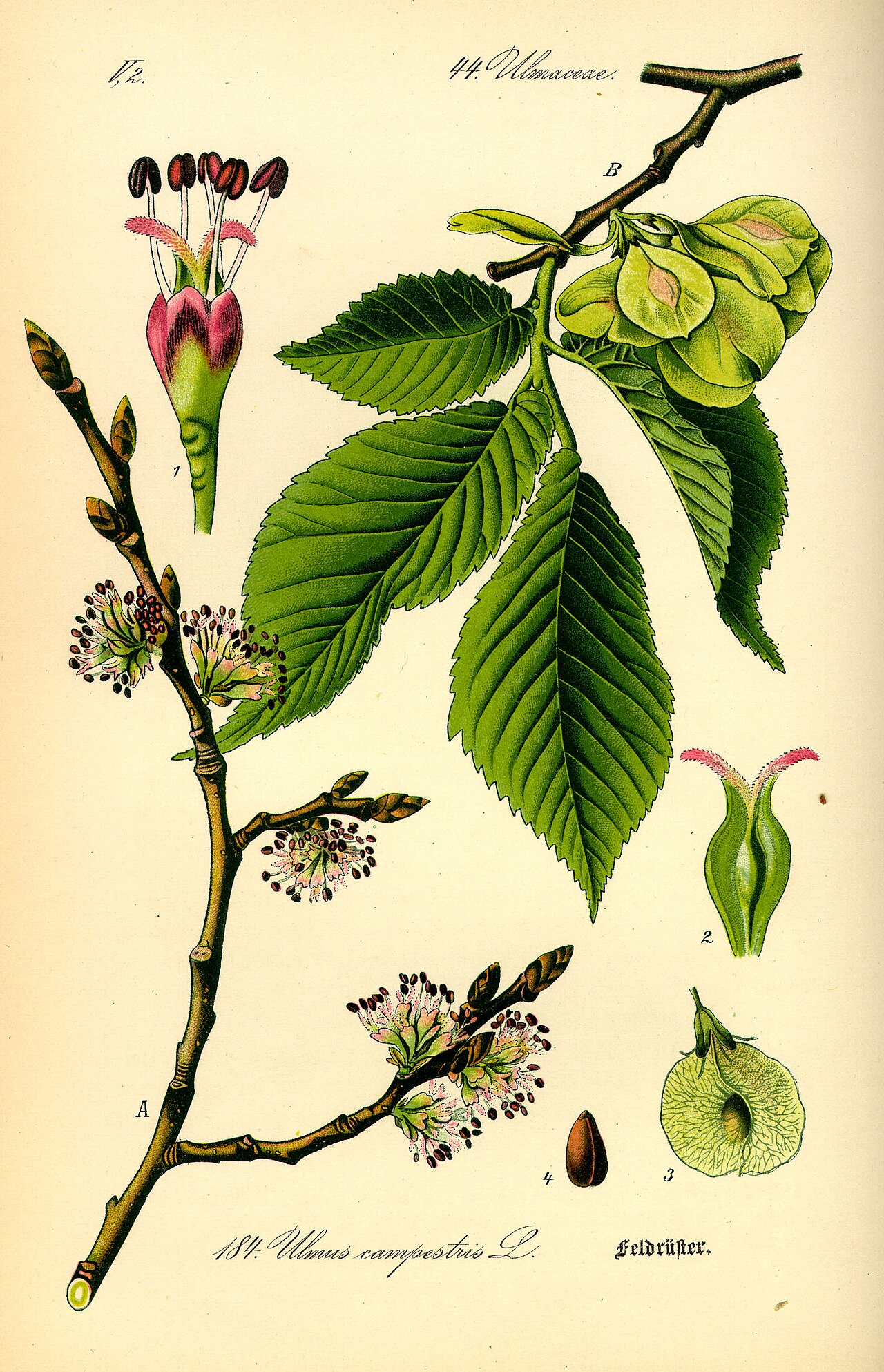 Field Elm – Ulmus minor