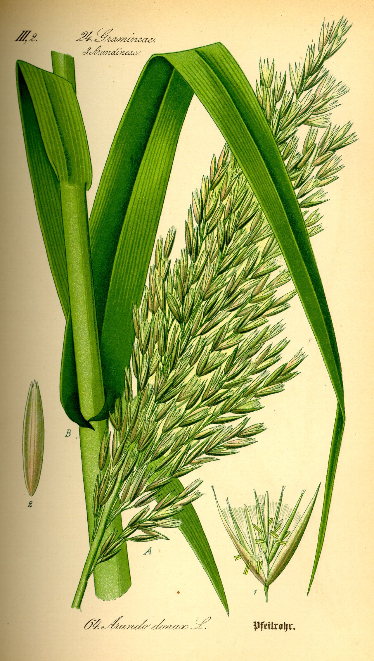 Riesen-Schilf – Arundo donax