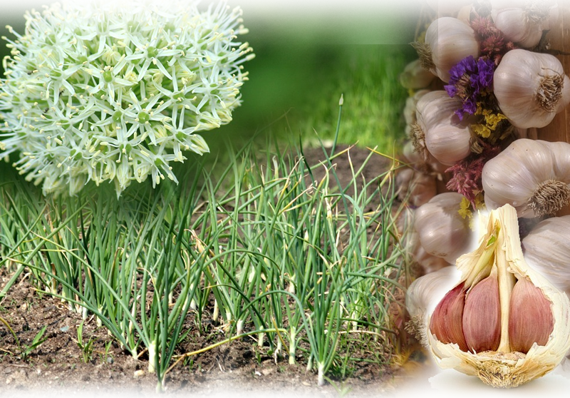 Knoblauch – Allium sativum