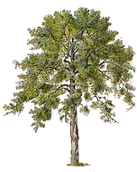 Ahornblättrige Platane – Platanus x hispanica