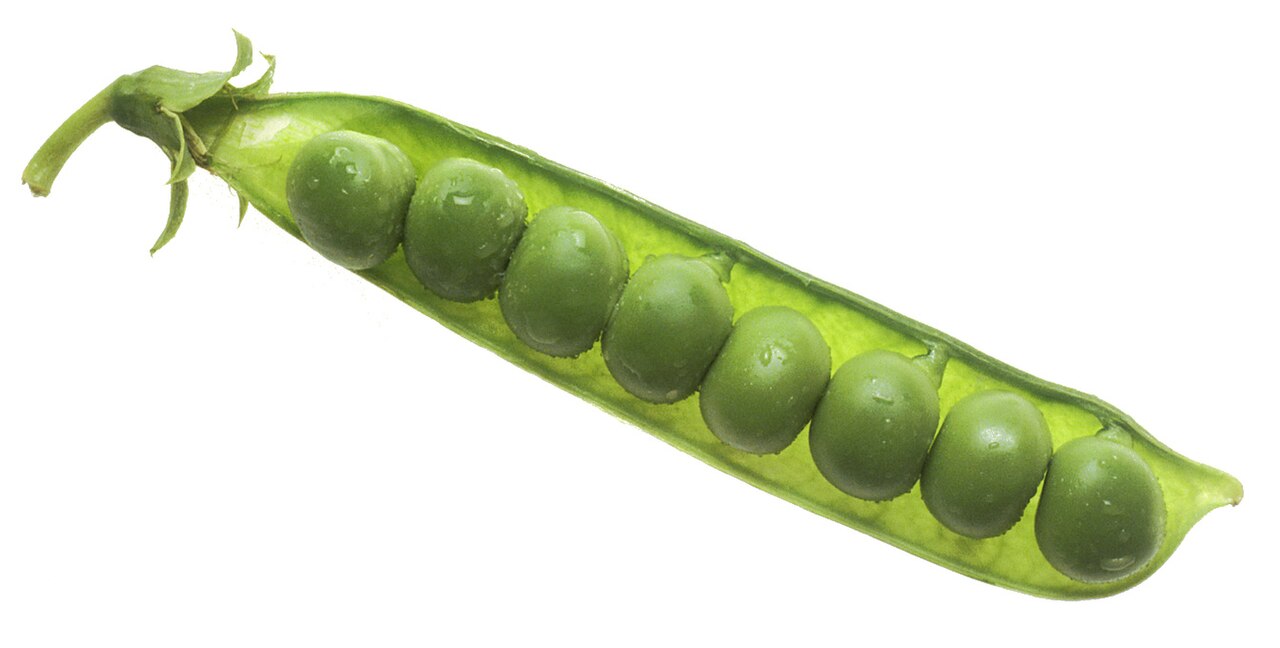 Garten-Erbse – Pisum sativum
