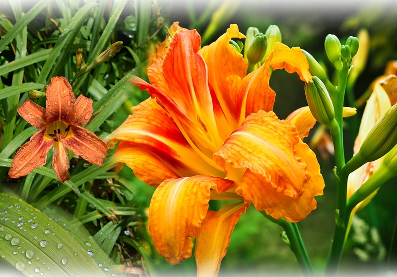 Taglilie – Hemerocallis fulva