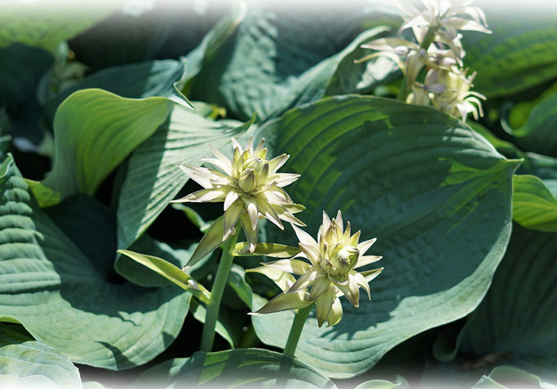 Blue-leaf hosta – Hosta sieboldiana