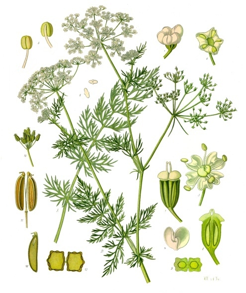 Kümmel – Carum carvi