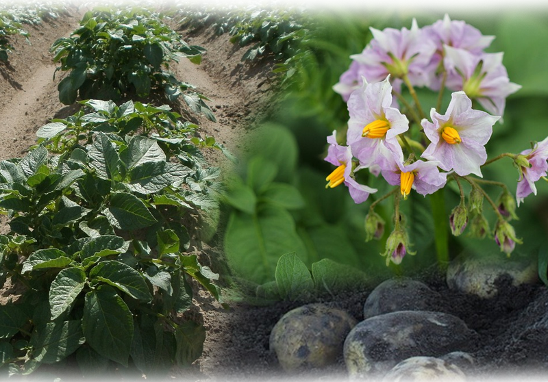 Kartoffel – Solanum tuberosum