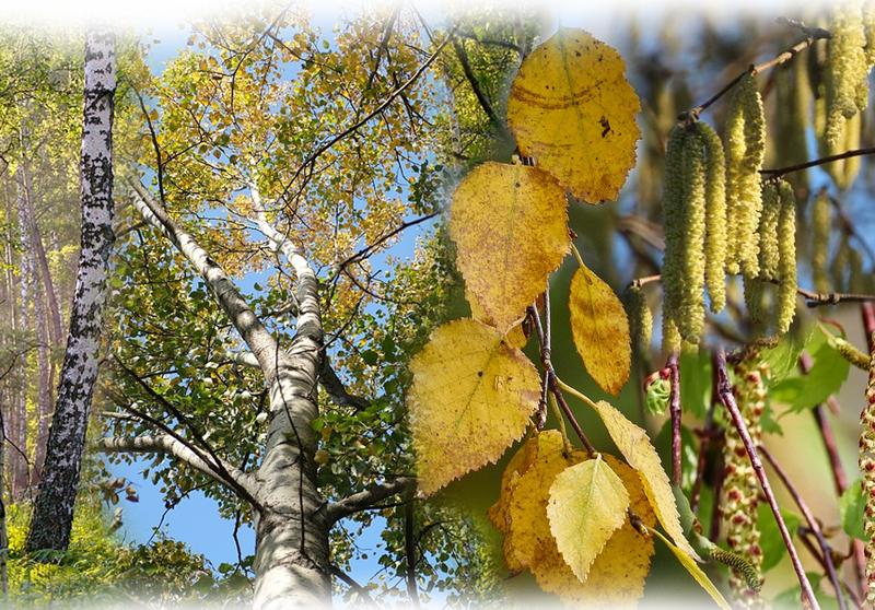 Silver birch – Betula pendula