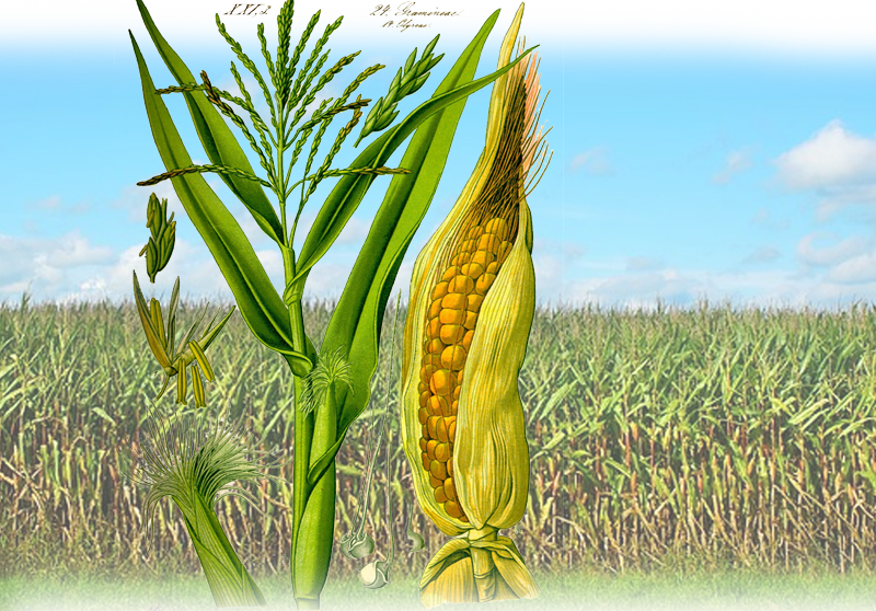 Zuckermais – Zea mays