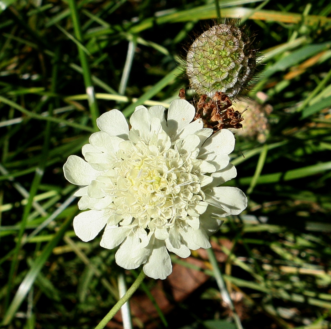 Cream Pincushion Flower – Scabiosa ochroleuca
