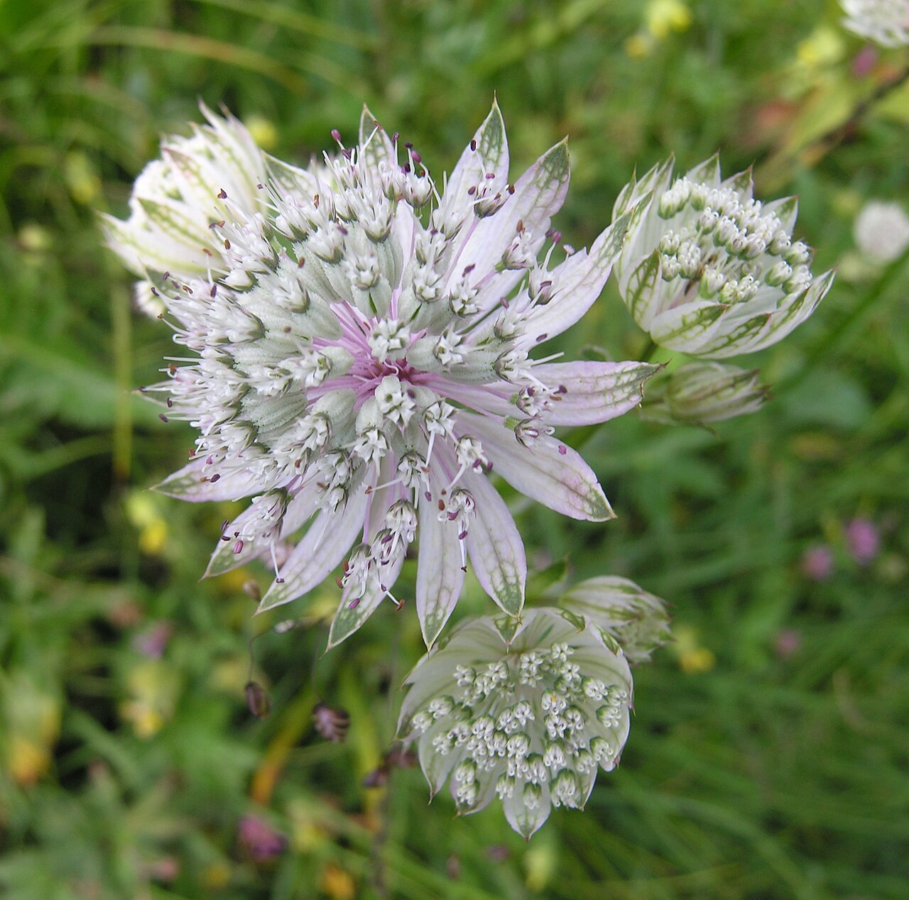Great Masterwort – Astrantia major