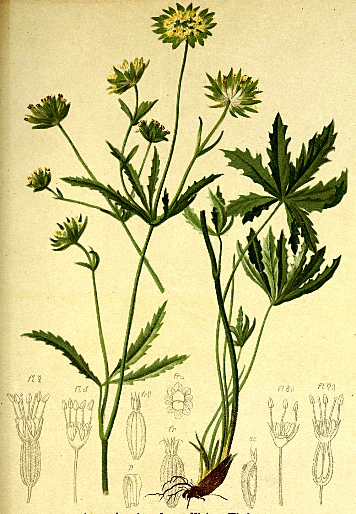 Kleine Sterndolde – Astrantia minor