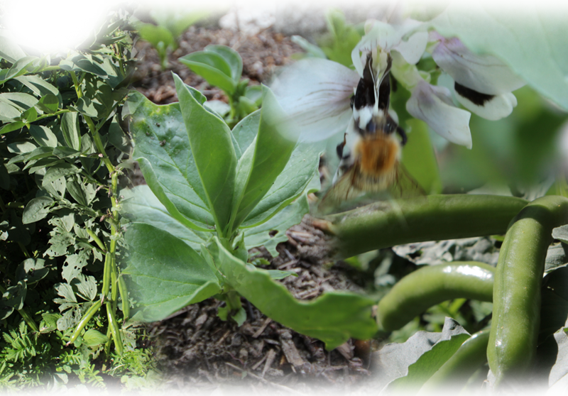 Dicke Bohne – Vicia faba