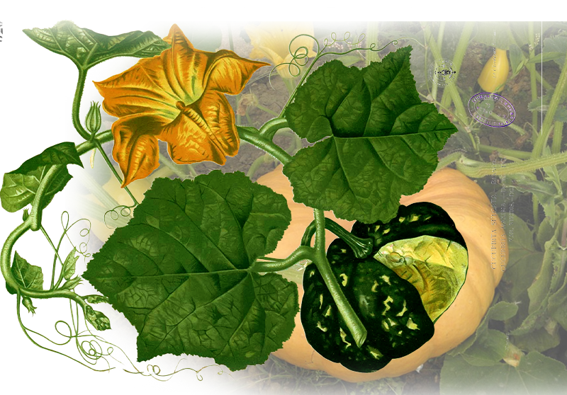 Kürbis – Cucurbita maxima