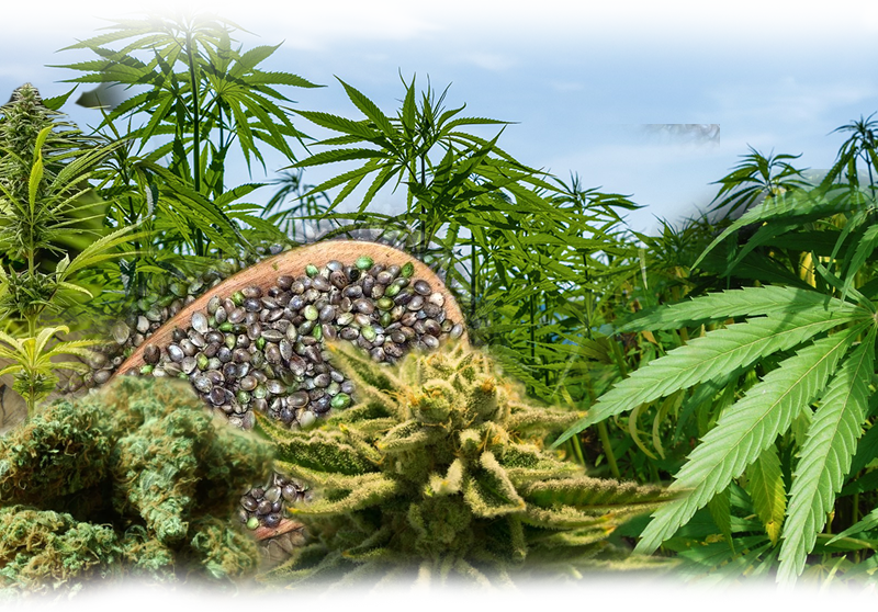 Hanf – Cannabis sativa