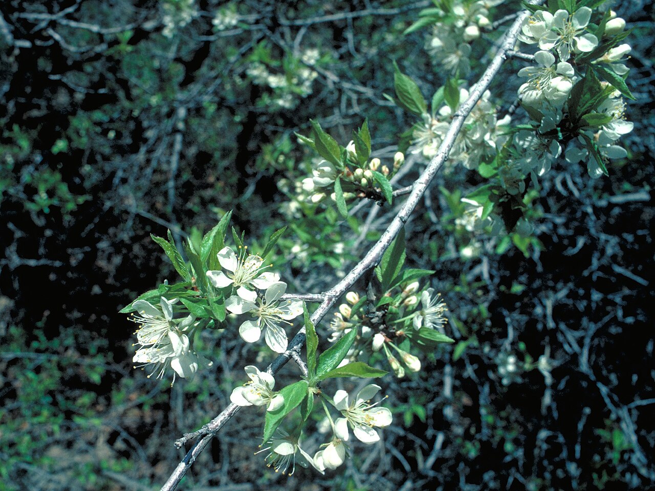 Pennsylvanische Kirsche – Prunus pensylvanica