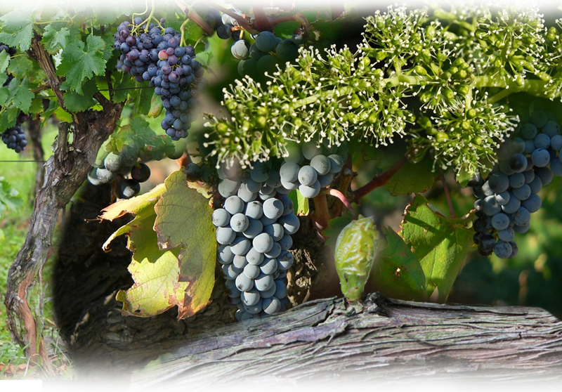 Vine – Vitis vinifera