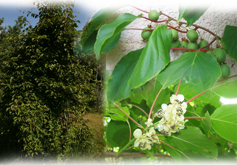 Mini Kiwi – Actinidia arguta
