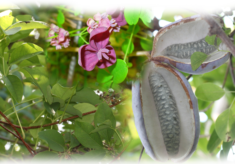 Chocolate vine – Akebia quinata
