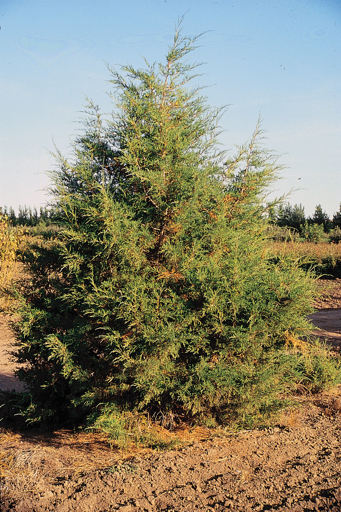 Felsengebirgs-Wacholder – Juniperus scopulorum