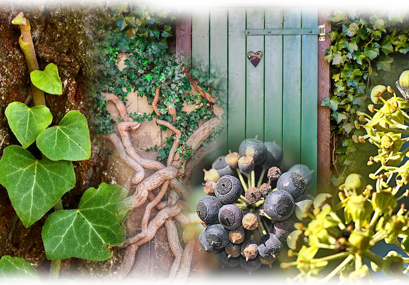 Efeu – Hedera helix