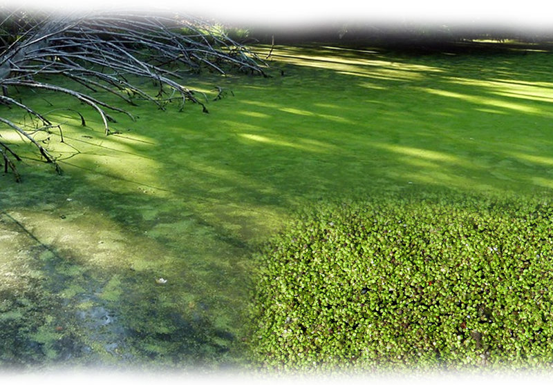 Common duckweed – Lemna minor