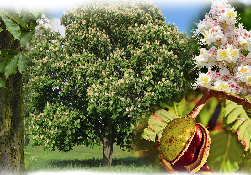 Rosskastanie – Aesculus hippocastanum