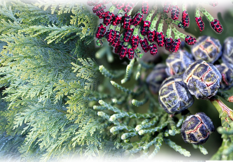 Oregon cedar – Chamaecyparis lawsoniana