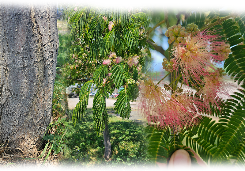 Silk tree – Albizia julibrissin