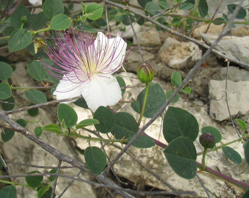 Caper bush – Capparis spinosa