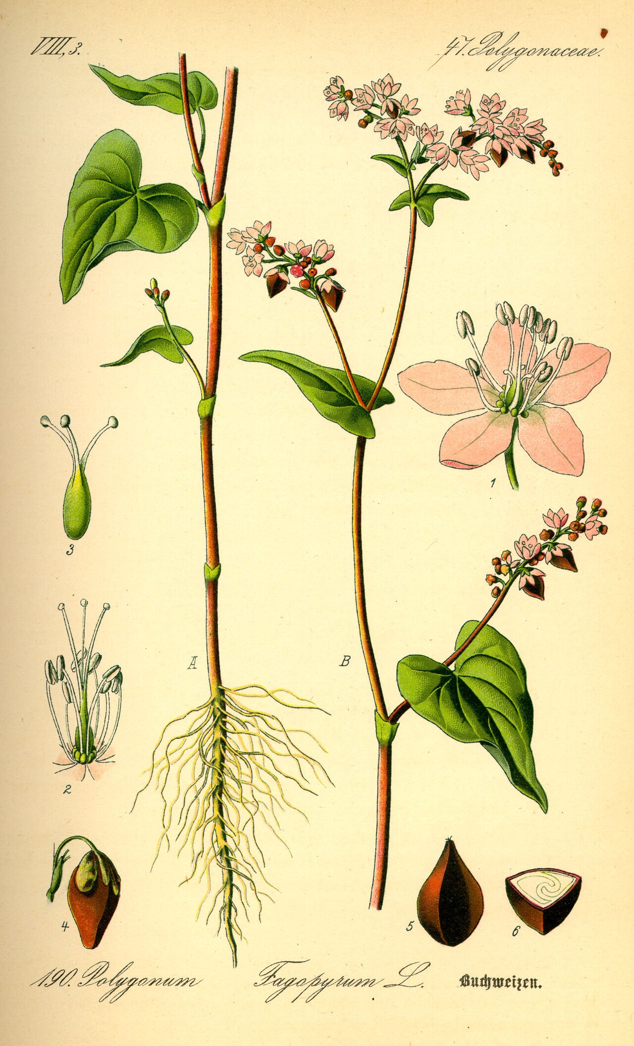 Buchweizen – Fagopyrum esculentum