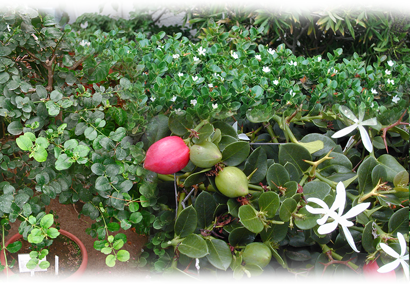 Natalpflaume – Carissa macrocarpa
