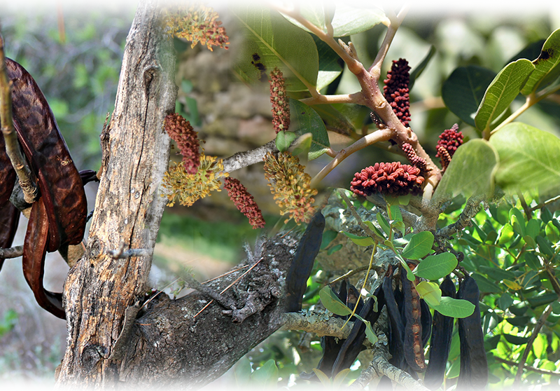 Carob tree – Ceratonia siliqua