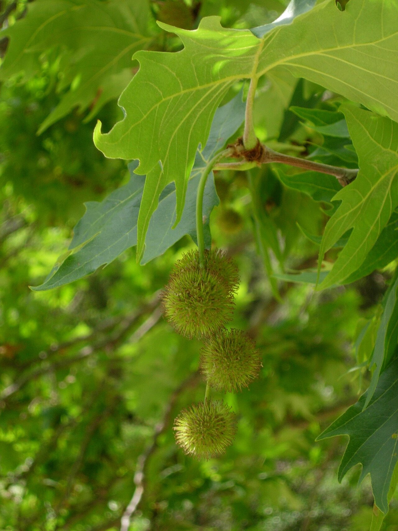 Oriental Plane – Platanus orientalis