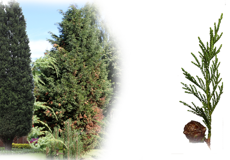 Leyland-Zypresse – Cupressocyparis leylandii