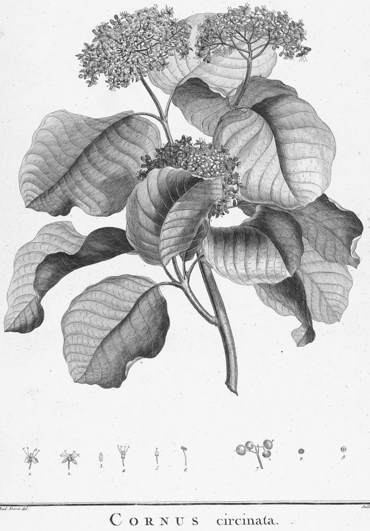 Round-Leaved Dogwood – Cornus rugosa